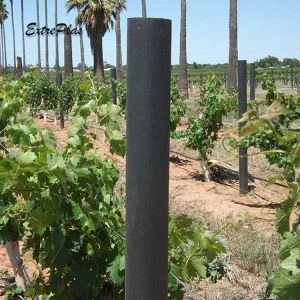 Pokok Vineyard